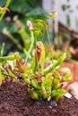 Sarracenia carnivorous plant is growinf in garden. Insect consuming plant with leaves as trap Royalty Free Stock Photo