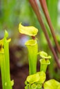 Sarracenia carnivorous plant is growinf in garden. Insect consuming plant with leaves as trap Royalty Free Stock Photo