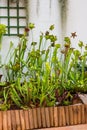 Sarracenia carnivorous plant is growinf in garden. Insect consuming plant with leaves as trap Royalty Free Stock Photo