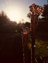 Sarracenia Royalty Free Stock Photo