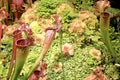 Sarracenia Royalty Free Stock Photo