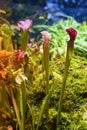 Sarracenia, carnivorous plants, cruel plant predator, selective focus, natural background Royalty Free Stock Photo
