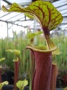 Sarracenia Flava Burgandy Royalty Free Stock Photo