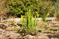 Sarracenia flava rugelii Royalty Free Stock Photo