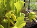 Sarracenia flava or the yellow pitcherplant - Botanical Garden Zurich or Botanischer Garten Zuerich
