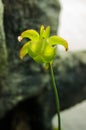 Sarracenia flower- carnivore plant Royalty Free Stock Photo