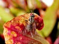 A fly attracted by sarracenia - carnivorous plant Royalty Free Stock Photo