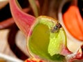 A fly attracted by sarracenia - carnivorous plant Royalty Free Stock Photo