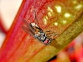 A fly attracted by sarracenia - carnivorous plant Royalty Free Stock Photo