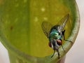 A fly attracted by sarracenia - carnivorous plant Royalty Free Stock Photo