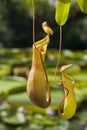 Sarracenia hanging plant Royalty Free Stock Photo