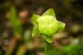 Sarracenia Hybrid SARRACENIACEAE tropical pitcher plants close up flower Royalty Free Stock Photo