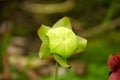 Sarracenia Hybrid SARRACENIACEAE tropical pitcher plants close up flower Royalty Free Stock Photo