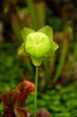 Sarracenia Hybrid SARRACENIACEAE tropical pitcher plants close up flower Royalty Free Stock Photo