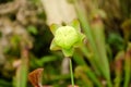 Sarracenia Hybrid SARRACENIACEAE tropical pitcher plants close up flower Royalty Free Stock Photo