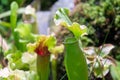 Sarracenia insect eating plant, close-up view growing in garden