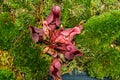 Sarracenia. Insectivorous plant, Top view. Royalty Free Stock Photo