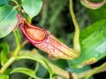 Sarracenia leucophylla Pitcher Plant