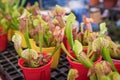 Sarracenia plats