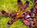 Sarracenia purpurea a carnivorous insectivorous plant on a blurred background Royalty Free Stock Photo