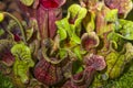 Sarracenia purpurea