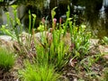 Pitcher Plants Sarracenia Purpurea