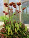 Sarracenia Purpurea. Insectivore. Royalty Free Stock Photo