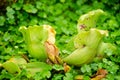 Sarracenia purpurea L. SARRACENIACEAE tropical pitcher plants Royalty Free Stock Photo