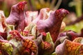 Sarracenia purpurea is a species of insectivorous plants in the family Sarraceniaceae Royalty Free Stock Photo