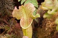 Sarracenia purpurea is a species of insectivorous plants in the family Sarraceniaceae Royalty Free Stock Photo