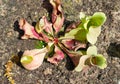 A Sarracenia purpurea ssp. venosa pitcher plant pitfall trap in a botanical garden.