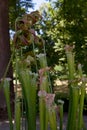 Sarracenia rubra sweet pitcherplant