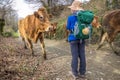 Sarria, Spain ` Pilgrim Girl Encountering a Herd of Cows on the Way of St James Camino de Santiago