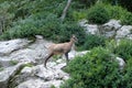 sarrio among the vegetation in the pyrenees Royalty Free Stock Photo