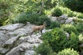 Sarrio among the vegetation in the pyrenees Royalty Free Stock Photo