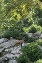 Sarrio among the vegetation in the pyrenees Royalty Free Stock Photo