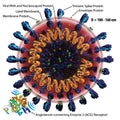 SARS-CoV-2 Coronavirus Structure COVID-19 (English)