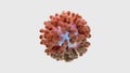 SARS-CoV-2 Coronavirus Variant Omicron. cell delta and MU variant of interest(VOI),B.1.621,B.1.1.529,C.37.COVID 19