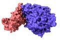 SARS CoV-2 spike receptor-binding domain pink complexed with its receptor ACE2