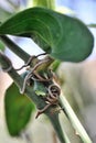 Sarsaparilla tendrils attached to the stems of a rosebush Royalty Free Stock Photo