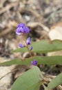 Sarsaparilla Flower Australian native climber Hardenbergia viola Royalty Free Stock Photo