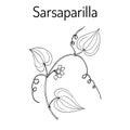 Sarsaparilla Smilax ornata , trailing vine