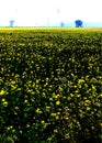 Sarso in farms, yellow flower farming.