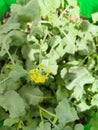 Sarso Ka Saag Mustard Leaves & Flower Royalty Free Stock Photo