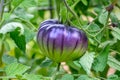 Sart Roloise Tomato Purple Tomato plant with unique purple tomatoes growing in a kitchen garden