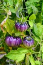 Sart Roloise Tomato Purple Tomato plant with unique purple tomatoes growing in a kitchen garden