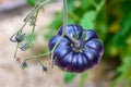 Sart Roloise Tomato Purple Tomato plant with unique purple tomatoes growing in a kitchen garden