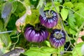 Sart Roloise Tomato Purple Tomato plant with unique purple tomatoes growing in a kitchen garden