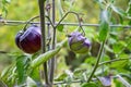 Sart Roloise Tomato Purple Tomato plant with unique purple tomatoes growing in a kitchen garden
