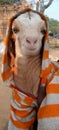 Sart worn goat baby thish is a friend pet